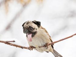 Kumpulan Hasil Photoshop Hewan Hybrid Bikin Gemas