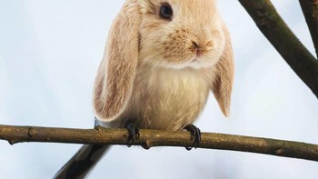 Burb, perpaduan burung dan kelinci. (Foto: Instagram/gyyporama)