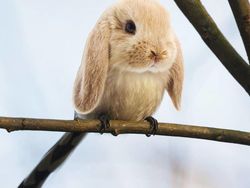 Kumpulan Hasil Photoshop Hewan Hybrid Bikin Gemas