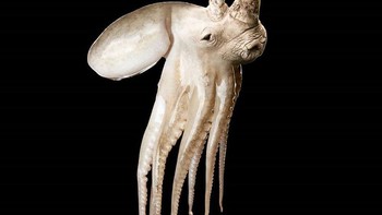 Rhinoctopus, perpaduan burung dan gurita. (Foto: Instagram/gyyporama)