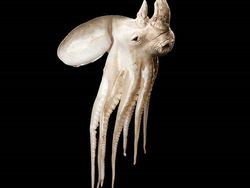 Kumpulan Hasil Photoshop Hewan Hybrid Bikin Gemas