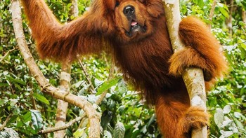 Doggorang, perpaduan orang utan dan anjing. (Foto: Instagram/gyyporama)
