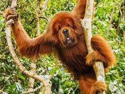 Kumpulan Hasil Photoshop Hewan Hybrid Bikin Gemas