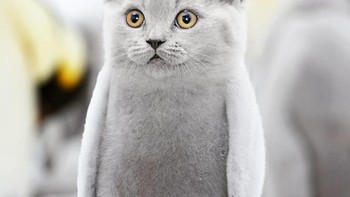 Felinguin, perpaduan kucing dan penguin. (Foto: Instagram/gyyporama)