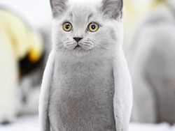 Kumpulan Hasil Photoshop Hewan Hybrid Bikin Gemas