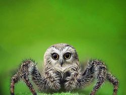 Kumpulan Hasil Photoshop Hewan Hybrid Bikin Gemas