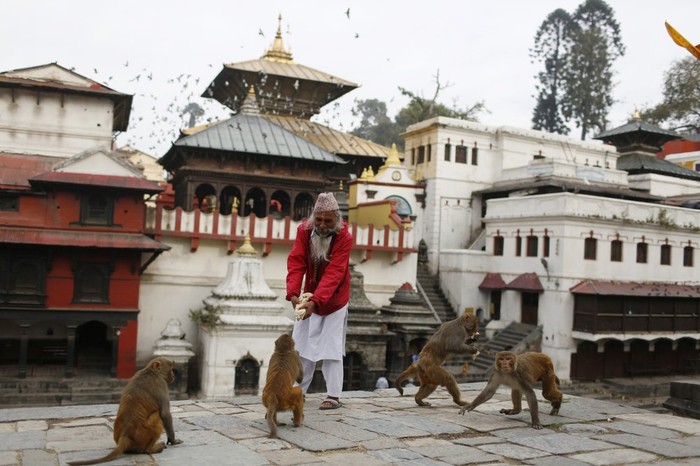 Indahnya Berbagi Makanan dengan Satwa Kelaparan di Nepal