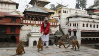 Untuk mencegah penyebaran Corona, Nepal memutuskan untuk lockdown. Sejumlah tempat ditutup, termasuk kuil Hindu yang di sekitarnya terdapat habitat hewan-hewan seperti monyet, sapi, dan merpati. Hewan-hewan ini kelaparan sebab tak ada manusia yang datang ke kuil sambil memberikan makanan sepeti biasanya (Foto: Niranjan Shrestha/AP)