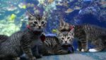 Gembiranya Anak-Anak Kucing Lihat Ikan di Akuarium Raksasa