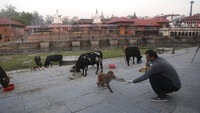 Ketika hendak diberi makan, sapi-sapi akan berbaris di jalan setapak menuju kuil dan tepi Sungai Bagmati. Sementara monyet-monyet berkeliaran bebas di sekitar bukit berhutan di sebelah kuil. (Foto: Niranjan Shrestha/AP)
