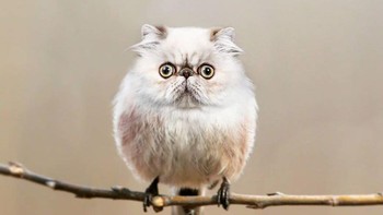 Cird, perpaduan burung dan kucing. (Foto: Instagram/gyyporama)