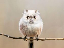 Kumpulan Hasil Photoshop Hewan Hybrid Bikin Gemas