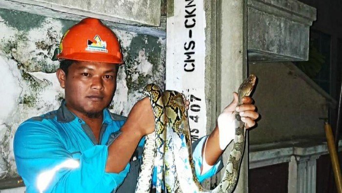 Ular sanca menjadi biang padamnya jaringan listrik di sebagian wilayah Ciamis