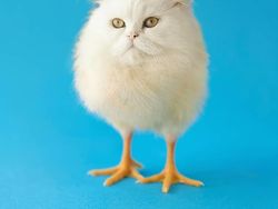 Kumpulan Hasil Photoshop Hewan Hybrid Bikin Gemas