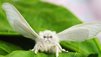 Meowth, perpaduan kucing dan kupu-kupu. (Foto: Instagram/gyyporama)