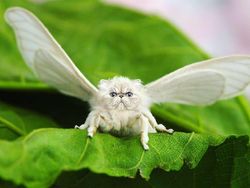 Kumpulan Hasil Photoshop Hewan Hybrid Bikin Gemas