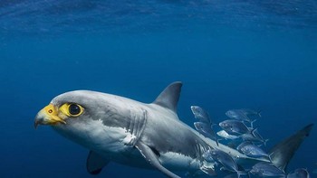 Shalcon, perpaduan ikan hiu dan burung. (Foto: Instagram/gyyporama)