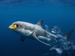 Kumpulan Hasil Photoshop Hewan Hybrid Bikin Gemas