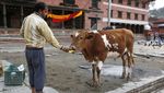 Orang Nepal Berbagi Makanan dengan Satwa yang Kelaparan Akibat Corona