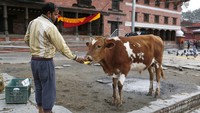 Saat ini setiap pagi dan sore, beberapa penjaga kuil bersama para staf dan sejumlah relawan memastikan bahwa hewan-hewan tersebut tak kelaparan. (Foto: Niranjan Shrestha/AP)