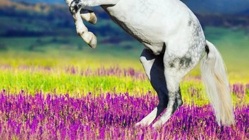 Horgull, perpaduan kuda dan burung elang. (Foto: Instagram/gyyporama)