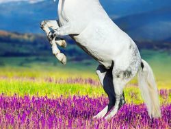 Kumpulan Hasil Photoshop Hewan Hybrid Bikin Gemas