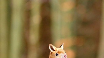 Squix, perpaduan tupai dan rubah. (Foto: Instagram/gyyporama)