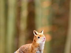 Kumpulan Hasil Photoshop Hewan Hybrid Bikin Gemas