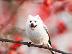 Kumpulan Hasil Photoshop Hewan Hybrid Bikin Gemas