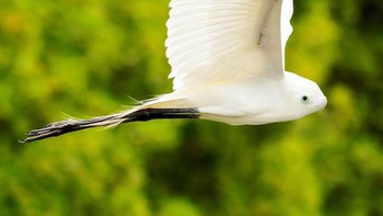 Bish, perpaduan burung dan ikan. (Foto: Instagram/gyyporama)