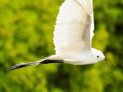 Kumpulan Hasil Photoshop Hewan Hybrid Bikin Gemas