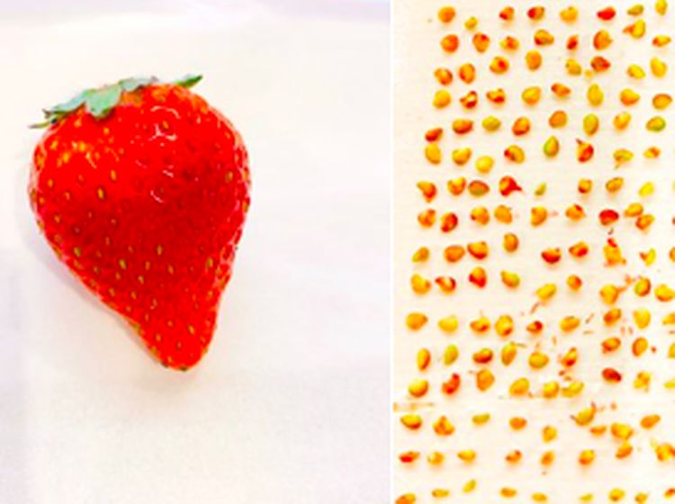 Idol Jepang Ini Super Bosan, Hitung Biji Jagung Sampai Strawberry