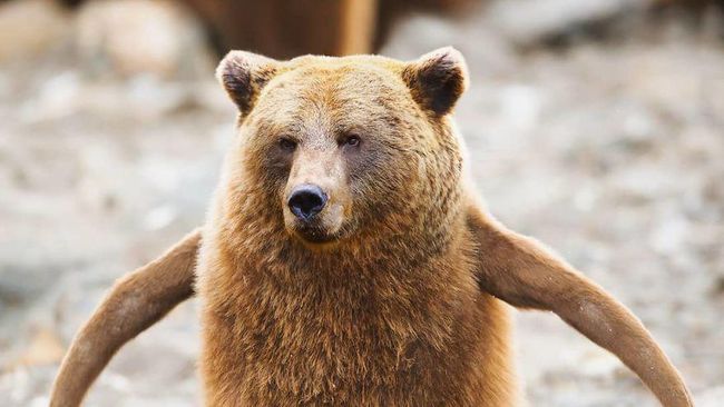 Bear moments. PUH zivotinja. Bear moment.