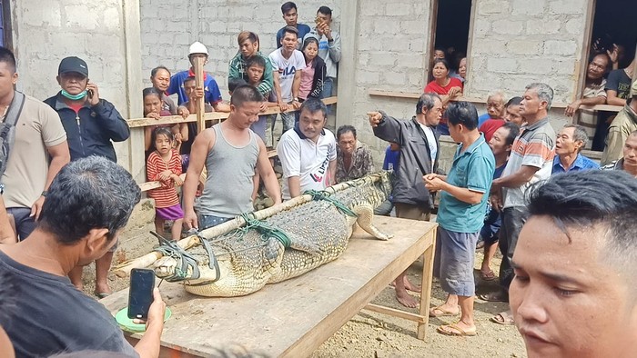 Buaya di Nias Selatan (dok, Istimewa)