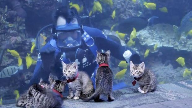 Anak asuh kucing bermain di Aquarium Georgia