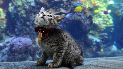 Gembiranya Anak-Anak Kucing Lihat Ikan di Akuarium Raksasa