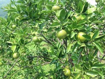 6 Cara Menanam Apel Sendiri di Rumah yang Benar agar Cepat Berbuah