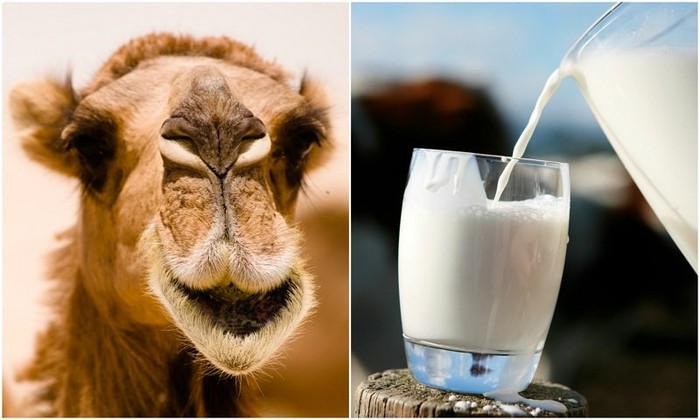 Susu Unta -