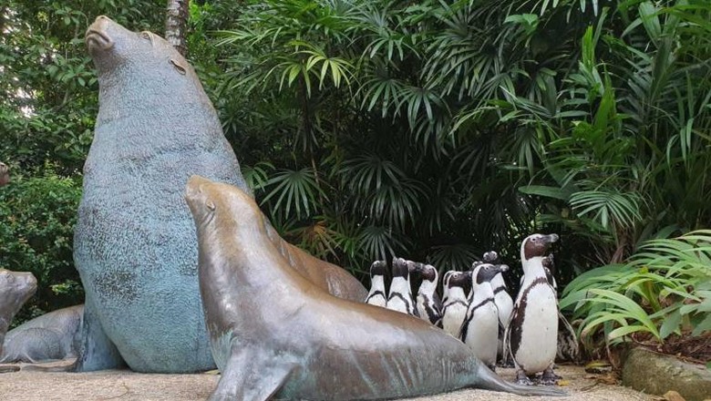penguin Wildlife Reserves Singapore