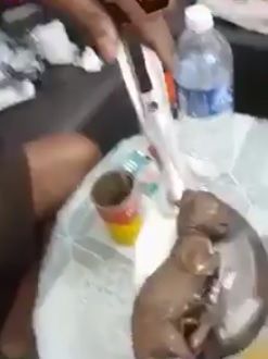Minum alkohol campur 'bayi harimau'