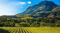 Puncak bergerigi, bukit-bukit bergulung, rumah bangsawan besar dan langit cerah merupakan pemandangan yang berada di Cape Winelands, Afrika Selatan yaitu daerah yang luar biasa untuk dikunjungi. Istimewa/Dok. James Penry/Getty Images/Lonely Planet.
