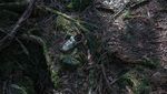 Foto: Hutan Tempat Langganan Bunuh Diri di Jepang