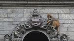 Kala Hewan Ikut Terdampak Corona dan Lockdown di Nepal