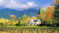 Untuk menjelajahi kebun-kebun anggur yang tersebar di antara kota-kota Winelands, ditempuh sekitar 30 km dari timur Cape Town. Istimewa/Dok. Ilonde van Hoolwerff/Lonely Planet