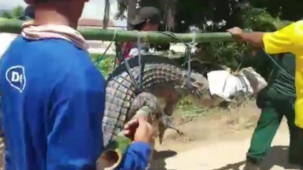 Buaya muara ditangkap warga Bombana, Sultra. Buaya lalu dilepaskan di Taman Nasional Rawa Opa Watumohai (Dok. Istimewa)