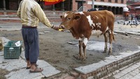  Seorang rewalan memberi makan sapi di area Kuil Pashupatinath. AP Photo/Niranjan Shrestha.