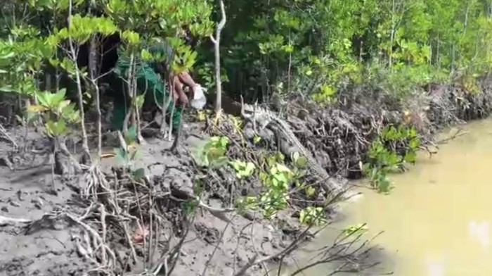 Buaya muara ditangkap warga Bombana, Sultra. Buaya lalu dilepaskan di Taman Nasional Rawa Opa Watumohai (Dok. Istimewa)