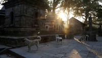 Hewan lain yang harus diberi makan adalah belasan anjing yang juga ada dan hidup di sekitar kuil tersebut. AP Photo/Niranjan Shrestha.