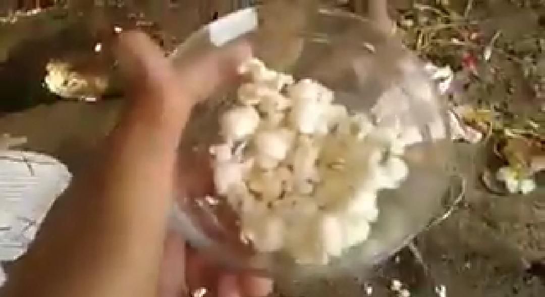 masak popcorn pakai knalpot