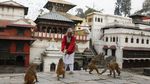 Kala Hewan Ikut Terdampak Corona dan Lockdown di Nepal